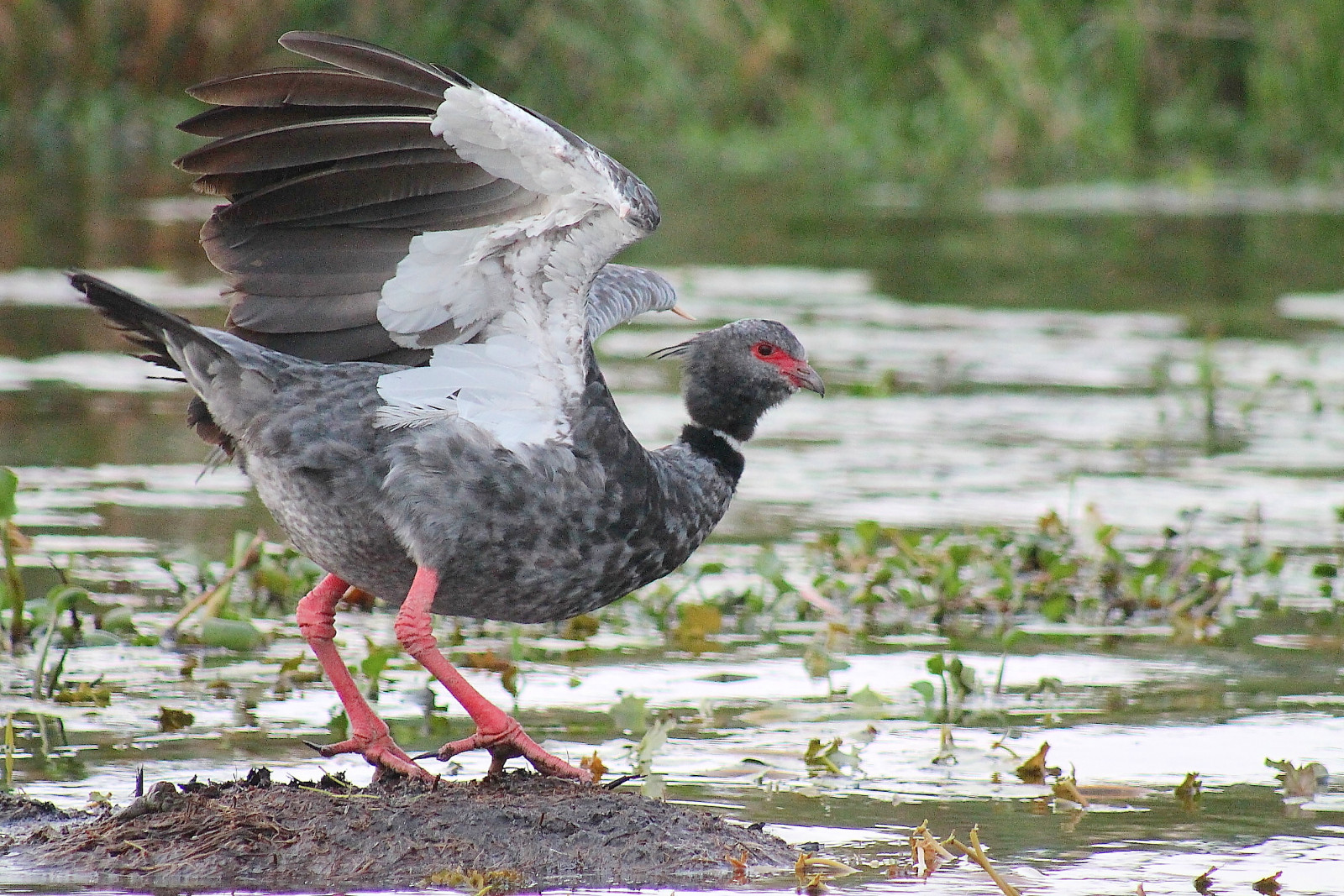 image Southern Screamer